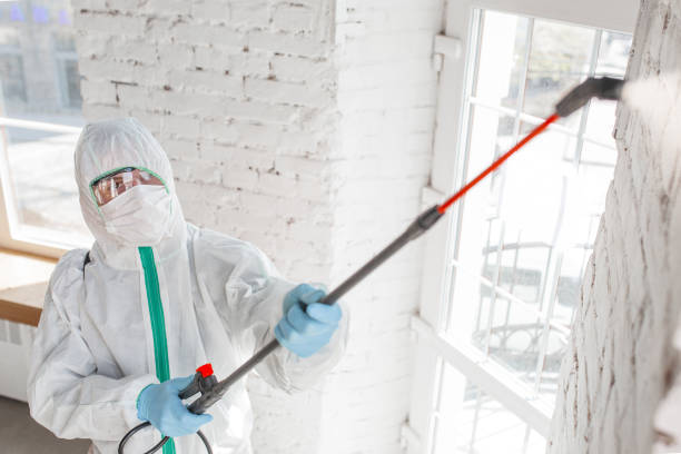 Best Black Mold Removal  in Hueytown, AL