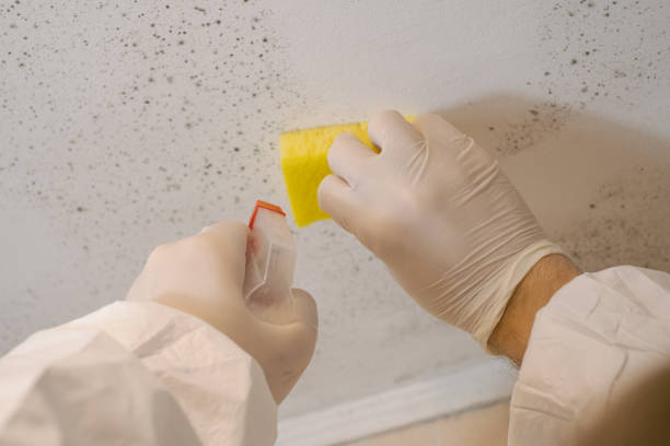 Mold Remediation for Vacation Homes in Hueytown, AL